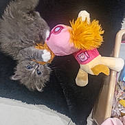 Mystère participe au concours pour gagner de l'argent avec cette photo : kitten, cat, toy, plush_toy, playful, gray_cat, furry, black_rug, floor_tile, indoor, pet, animal, cute, small, paw, fur, whiskers, clothing, fabric, soft