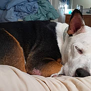 Izabella is registered to the contest to win money with this photo: animal, bed, bedroom, black_and_white, blanket, closed_eyes, cozy, dog, ears, furry, home, indoors, nap, pet, pillow, relaxed, resting, short-haired, sleeping, snout