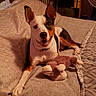 Izabella joined the competition — help win amazing prizes! alert, bed, bedroom, black_fur, blanket, brown_fur, cozy, dog, ears, fan, happy, home, indoor, lying_down, monkey_toy, pet, portrait, sitting, stuffed_toy, white_fur
