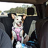 Izabella joined the competition — help win amazing prizes! animal, back_seat, canine, car, daylight, dog, ears, happy, highway, outdoor, pet, pink_harness, portrait, road_trip, sitting, smiling, travel, trees, vehicle, water_bottle