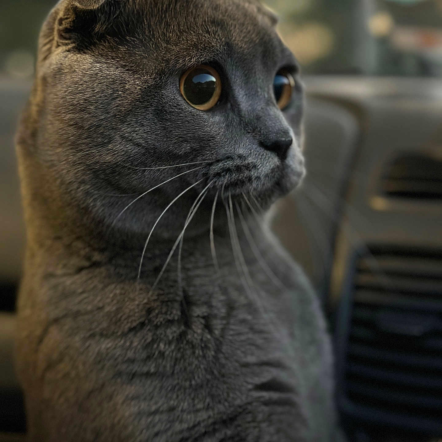 Silver participe au concours pour gagner de l'argent avec cette photo : abyssinian, animal, cat, kitten, manx, pet, snout