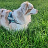 Peanuts participe au concours pour gagner de l'argent avec cette photo : canine, countryside, dog, evening, field, fluffy, grass, harness, horizon, landscape, long_hair, nature, outdoor, pet, profile, sitting, sky, sunset, tall_grass, white_and_brown
