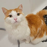 Praline participe au concours pour gagner de l'argent avec cette photo : animal, bathroom, bathtub, cat, close_up, curious, cute, domestic_cat, feline, fur, indoor, looking_up, mat, orange_and_white, pet, pet_indoor, soft_fur, tail, whiskers, white_background