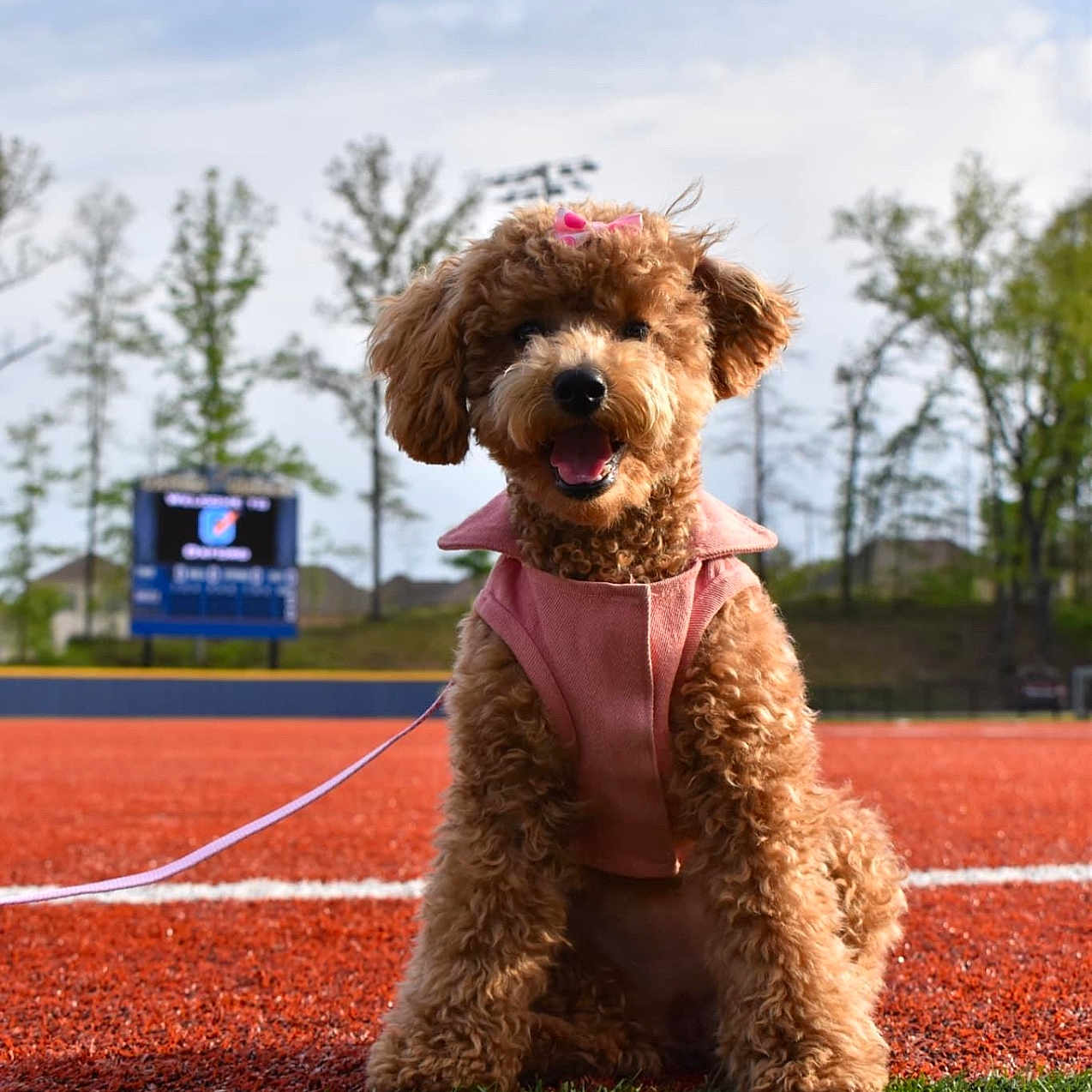 Stella is registered to the contest to win money with this photo: airedale, animal, canine, computerhardware, dog, electronics, field, grass, hardware, monitor, nature, outdoors, park, pet, plant, poodle, puppy, screen, terrier, tv