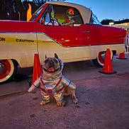 Finn is registered to the contest to win money with this photo: dog, french_bulldog, pet, animal, costume, space_suit, alien, vintage_car, classic_car, red_car, cream_car, vehicle, outdoor, night, street, traffic_cones, caution_tape, portrait, smiling, funny