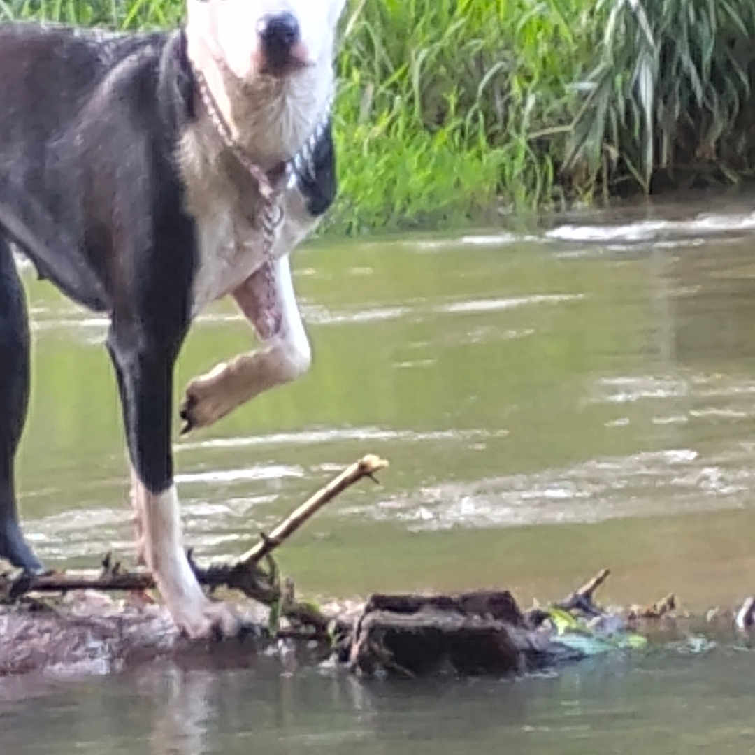 Kenzie is registered to the contest to win money with this photo: animal, black_and_white, calm, canine, collar, daylight, dog, ears, fur, grass, greenery, log, nature, outdoor, paw, reflection, river, standing, water, wildlife