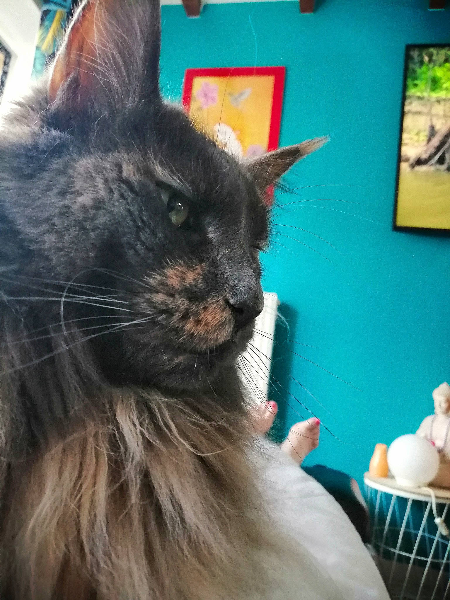 Reine Laghertha participe au concours pour gagner de l'argent avec cette photo : black_cat, bombay, carnivore, cat, claw, comfort, comfort_food, domestic_short_haired_cat, eye, felidae, fur, iris, mammal, picture_frame, sitting, small_to_medium_sized_cats, snout, tail, whiskers