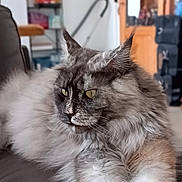 Urielle participe au concours pour gagner de l'argent avec cette photo : animal, cat, closeup, couch, cozy, crossed_paws, domestic_animal, feline, fluffy, fur, household, indoor, leisure, living_room, lounging, pet, portrait, relaxed, whiskers, yellow_eyes