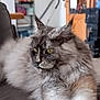 animal, cat, closeup, couch, cozy, crossed_paws, domestic_animal, feline, fluffy, fur, household, indoor, leisure, living_room, lounging, pet, portrait, relaxed, whiskers, yellow_eyes