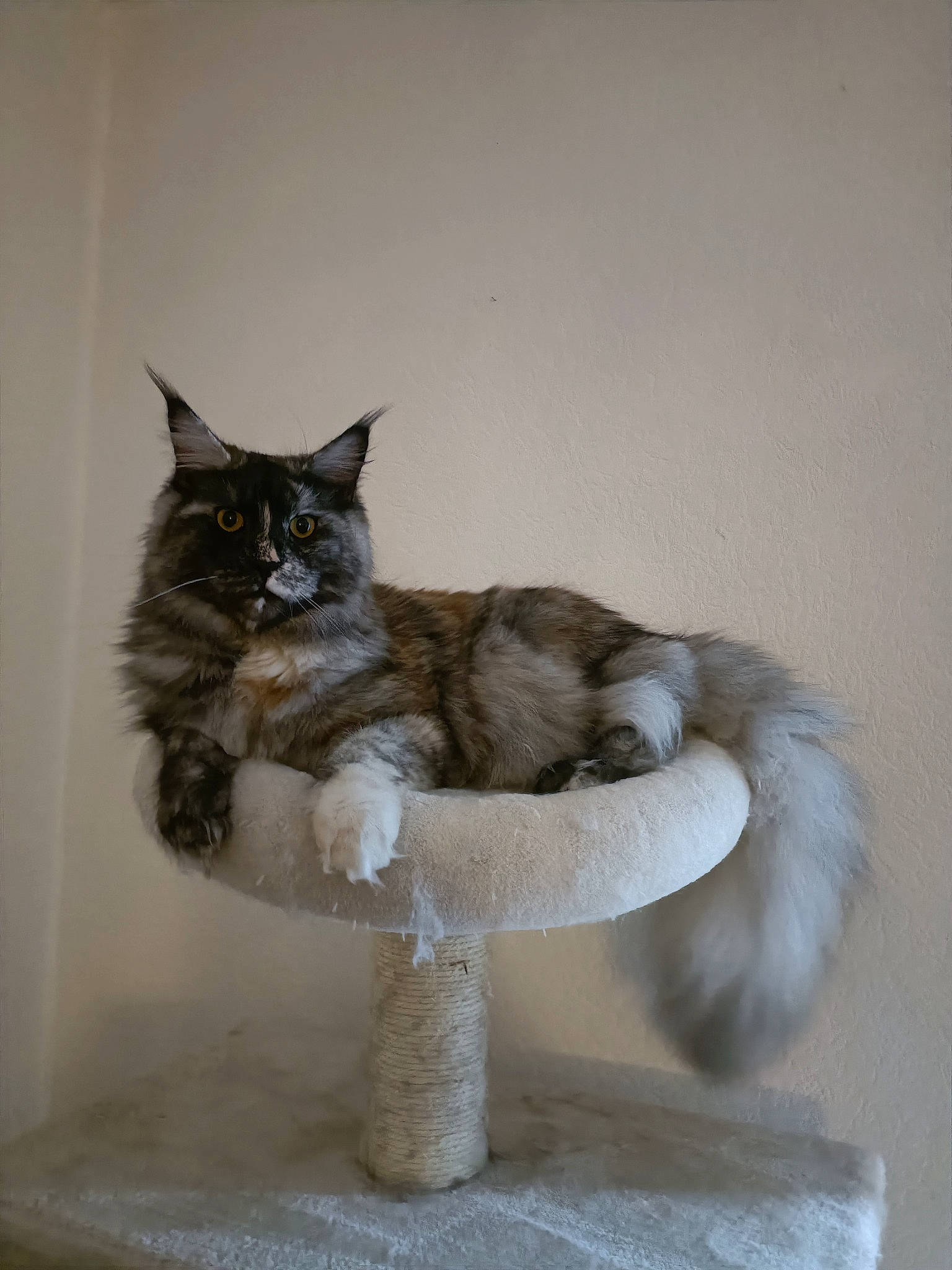 Urielle participe au concours pour gagner de l'argent avec cette photo : art, black_cat, carnivore, cat, cat_bed, cat_furniture, cat_supply, claw, domestic_short_haired_cat, fawn, felidae, fur, grey, paw, shelf, small_to_medium_sized_cats, snout, tail, whiskers, window