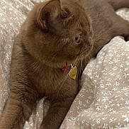 Alya participe au concours pour gagner de l'argent avec cette photo : cat, brown_cat, pet, collar, heart_tag, bed, blanket, fluffy, animal, feline, domestic_cat, indoor, resting, cute, soft, whiskers, ears, tail, relaxed, fur