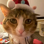 Lollypop is registered to the contest to win money with this photo: abyssinian, accessories, animal, cap, cat, clothing, couch, face, furniture, hat, head, indoors, kitten, manx, person, pet, photography, plush, portrait, toy