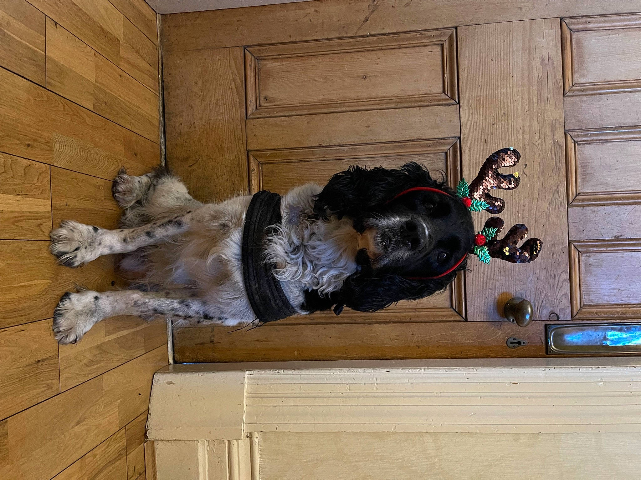 Max is registered to the contest to win money with this photo: art, cabinetry, door, flooring, fur, hardwood, room, sculpture, sporting_group, statue, window, wood, wood_stain