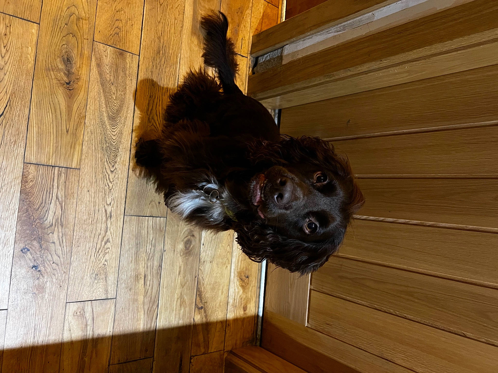 Paddy joined the competition — help win amazing prizes! canidae, carnivore, companion_dog, dog, dog_breed, door, door_handle, fawn, flooring, fur, guard_dog, hardwood, liver, plank, sporting_group, tail, terrestrial_animal, wood, wood_stain, working_animal