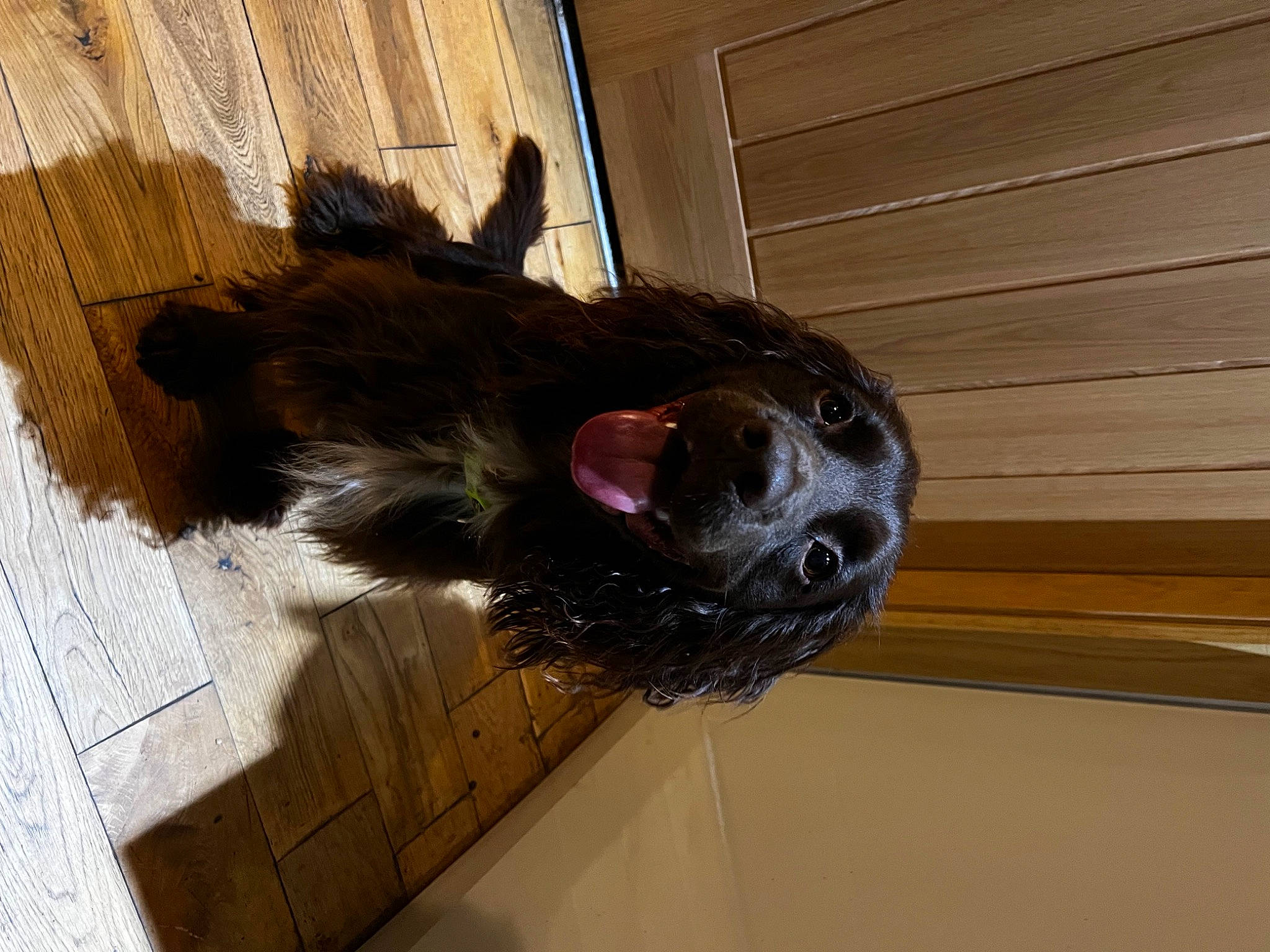 Paddy joined the competition — help win amazing prizes! canidae, carnivore, collar, companion_dog, dog, dog_breed, fawn, felidae, flooring, fur, hardwood, liver, pet_supply, small_to_medium_sized_cats, snout, sporting_group, tail, whiskers, wood, working_animal