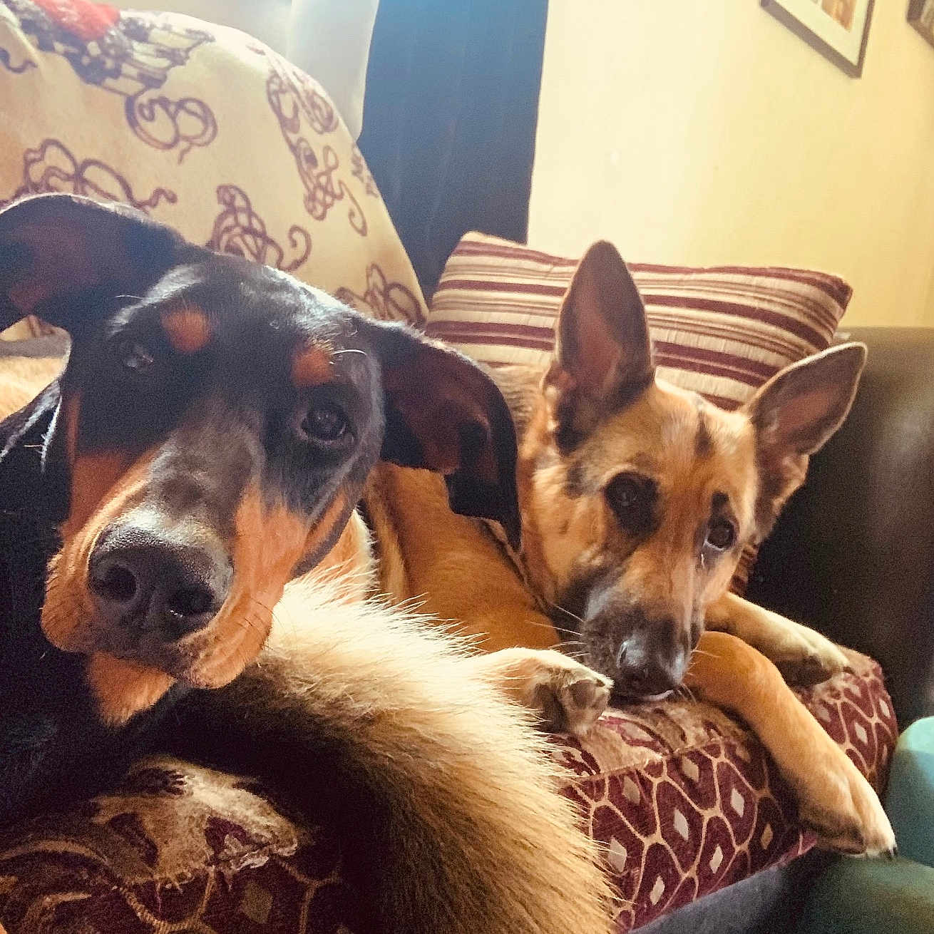 Elecktra is registered to the contest to win money with this photo: animal, blanket, canine, comfort, companionship, couch, dog, domestic_animal, ears, face, fur, home, indoor, living_room, pets, photography, pillow, resting, two_dogs, window