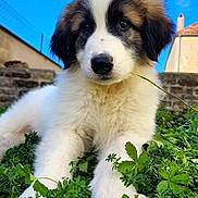 Chopper participe au concours pour gagner de l'argent avec cette photo : puppy, dog, animal, canine, fluffy, fur, black_and_white, brown, face, eyes, nose, portrait, close_up, outdoor, garden, grass, plants, greenery, blue_sky, building