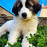 puppy, dog, animal, canine, fluffy, fur, black_and_white, brown, face, eyes, nose, portrait, close_up, outdoor, garden, grass, plants, greenery, blue_sky, building