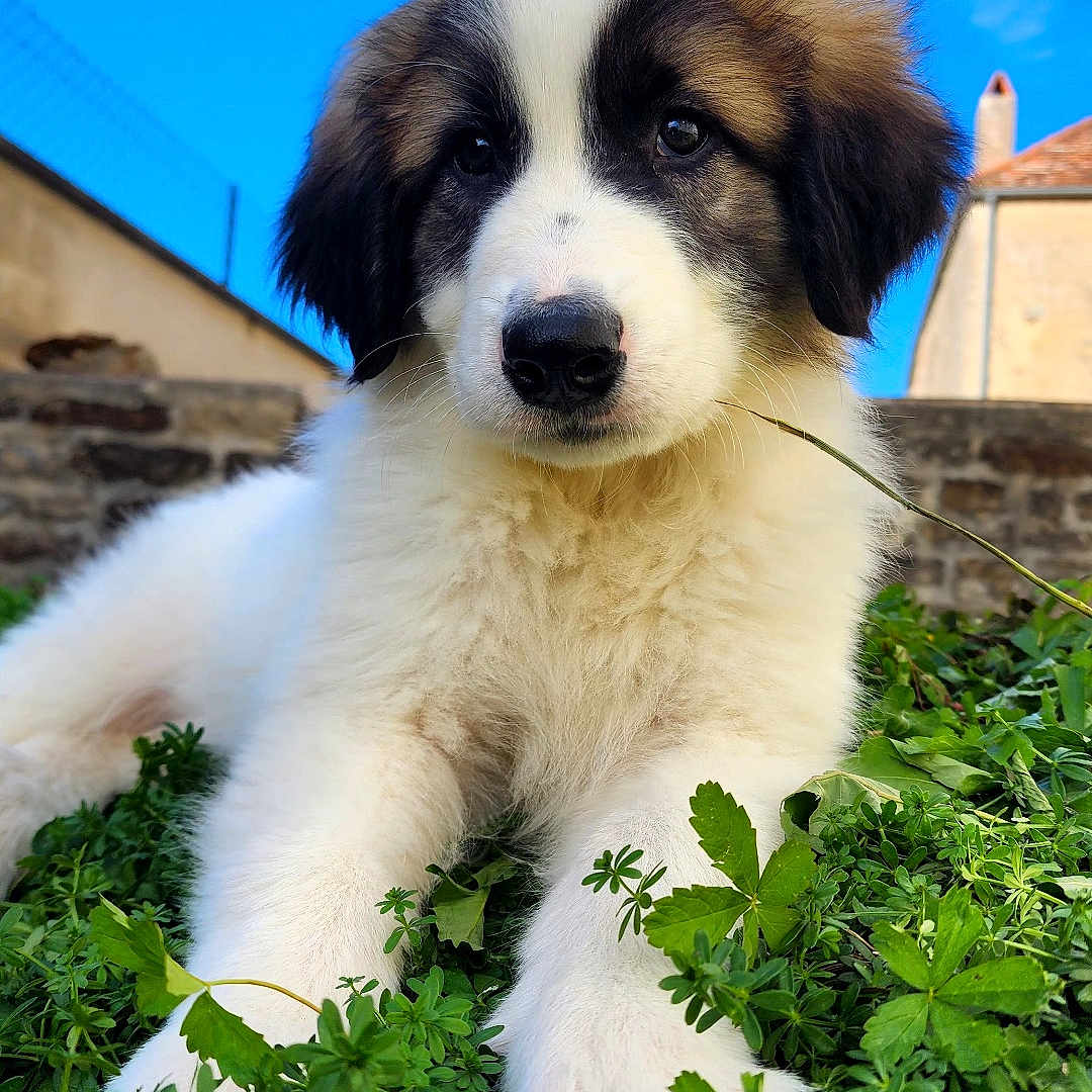Chopper participe au concours pour gagner de l'argent avec cette photo : puppy, dog, animal, canine, fluffy, fur, black_and_white, brown, face, eyes, nose, portrait, close_up, outdoor, garden, grass, plants, greenery, blue_sky, building