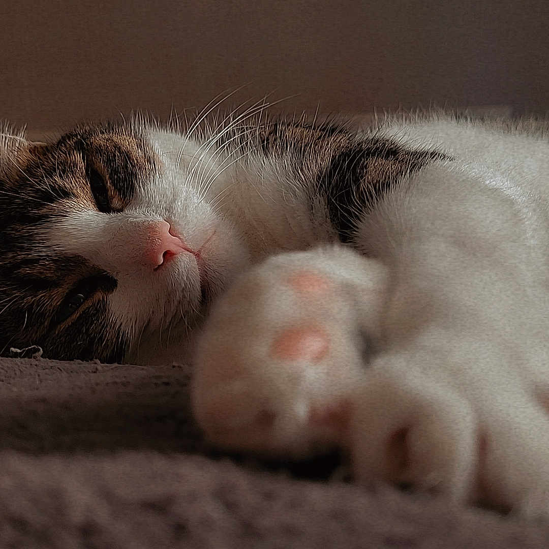 Poki