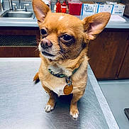 Reese is registered to the contest to win money with this photo: dog, chihuahua, pet, animal, small_dog, brown_fur, collar, tag, table, metal_surface, veterinary_clinic, sink, bottles, cabinet, indoor, ears, fur, cute, waiting, portrait