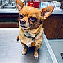 dog, chihuahua, pet, animal, small_dog, brown_fur, collar, tag, table, metal_surface, veterinary_clinic, sink, bottles, cabinet, indoor, ears, fur, cute, waiting, portrait