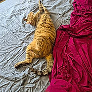 Kerloucha participe au concours pour gagner de l'argent avec cette photo : animal, bed, bedding, blanket, cat, cozy, domestic_animal, fur, gray, indoor, paw, pet, red, relaxing, resting, sleeping, striped, tabby_cat, tail, whiskers