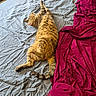 animal, bed, bedding, blanket, cat, cozy, domestic_animal, fur, gray, indoor, paw, pet, red, relaxing, resting, sleeping, striped, tabby_cat, tail, whiskers