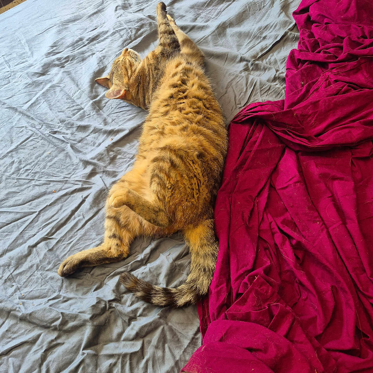 Kerloucha participe au concours pour gagner de l'argent avec cette photo : animal, bed, bedding, blanket, cat, cozy, domestic_animal, fur, gray, indoor, paw, pet, red, relaxing, resting, sleeping, striped, tabby_cat, tail, whiskers