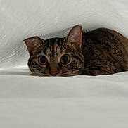Stella is registered to the contest to win money with this photo: cat, tabby, animal, pet, feline, curious, eyes, whiskers, ears, fur, indoor, blanket, white, soft, cozy, cute, looking, face, resting, closeup