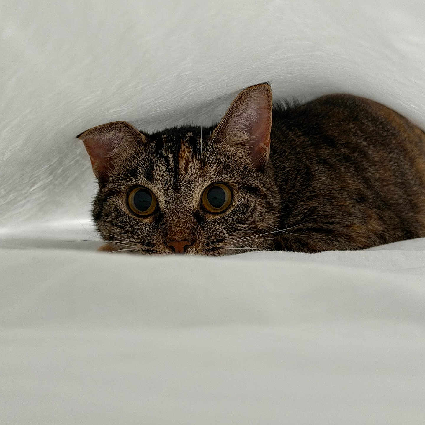 Stella