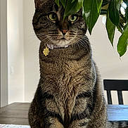 Gabriela is registered to the contest to win money with this photo: tabby_cat, cat, pet, indoor, plant, green_leaves, table, tablecloth, feline, collar, animal, mammal, domestic_animal, striped_fur, whiskers, ears, sitting, curious, home, furniture