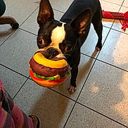Charlie joined the competition — help win amazing prizes! dog, boston_terrier, toy, hamburger_toy, indoor, tile_floor, pet, playful, black_and_white, small_dog, wide_eyes, paw, person, plaid_pants, chair, floor_tile, shadow, pet_toy, cute, animal