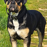Arlo is registered to the contest to win money with this photo: alert, animal, black_and_tan, canine, collar, daytime, dog, ears, field, fur, grass, mammal, nature, outdoor, path, pet, rottweiler, rural, standing, sunlight
