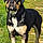 Arlo