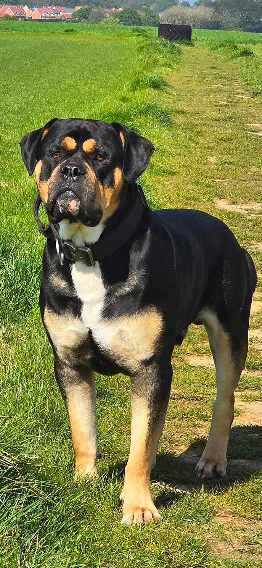 Arlo