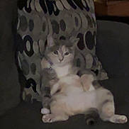 Cleo is registered to the contest to win money with this photo: cat, couch, pillow, indoor, relaxed, pet, feline, patterned_pillow, sitting, home, animal, domestic, fur, resting, living_room, cute, cozy, furniture, household, leisure