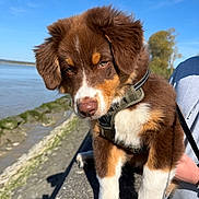 Arrow a rejoint le concours — aidez-le/la à gagner de superbes lots ! puppy, dog, brown, white, outdoor, water, sky, blue_sky, nature, leash, harness, stone, riverbank, young_dog, cute, pet, walking, daylight, animal, canine