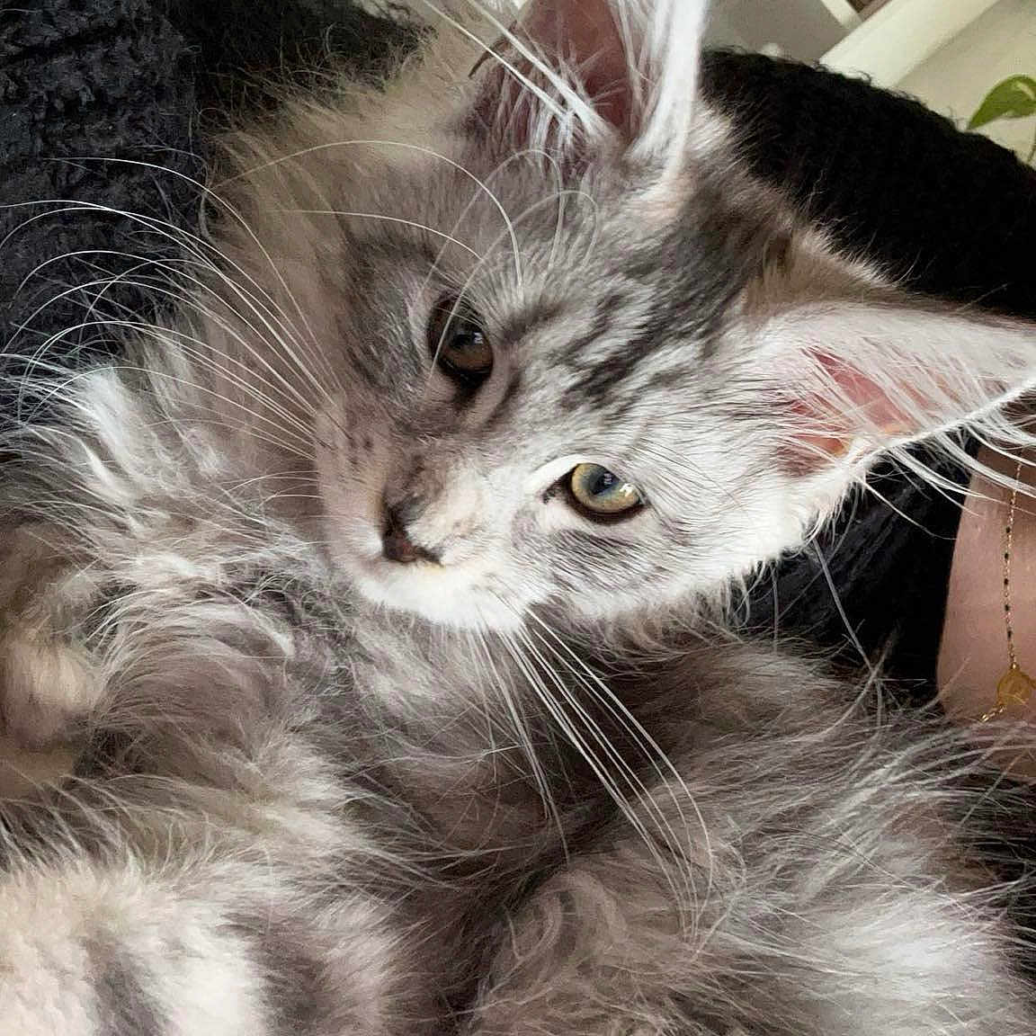 Mowgli