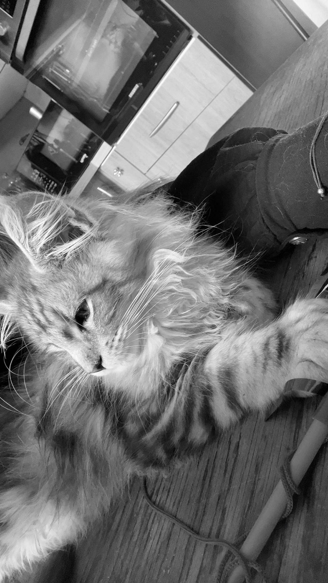 Mowgli participe au concours pour gagner de l'argent avec cette photo : black_and_white, carnivore, cat, comfort, dog_breed, felidae, fur, grey, human_leg, mammal, monochrome, monochrome_photography, paw, small_to_medium_sized_cats, snout, sporting_group, style, tail, whiskers, wood