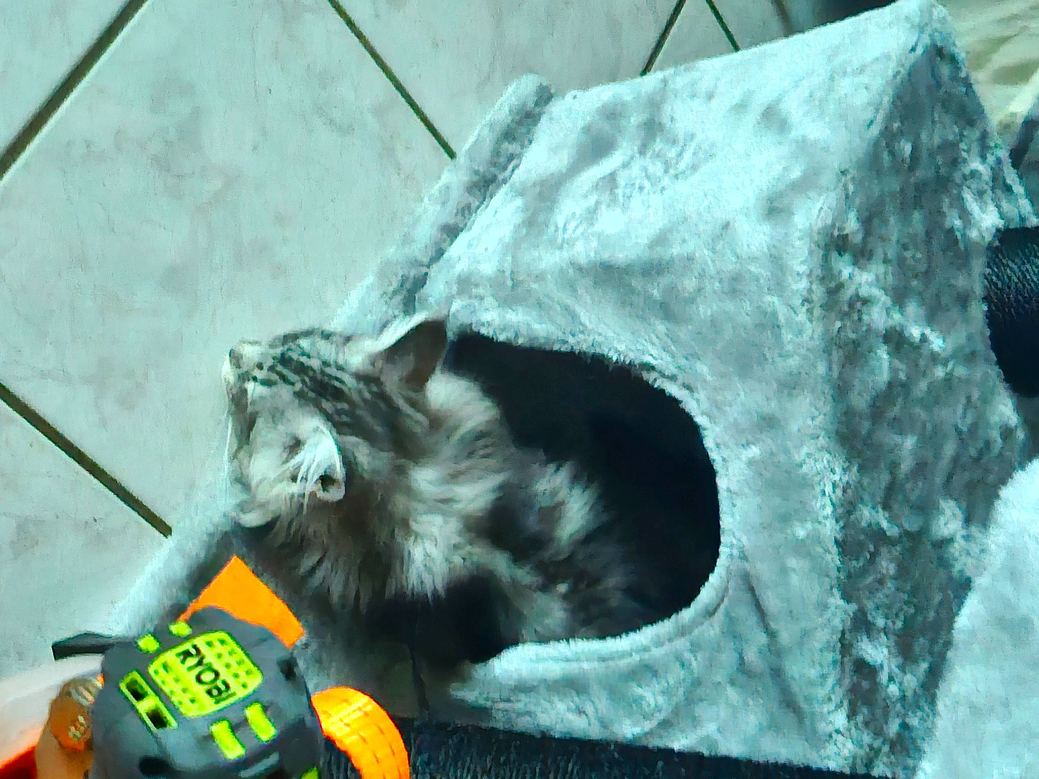 Mowgli participe au concours pour gagner de l'argent avec cette photo : art, carnivore, cat, claw, companion_dog, dog_breed, domestic_short_haired_cat, felidae, fur, paw, small_to_medium_sized_cats, snout, tail, toy_dog, whiskers