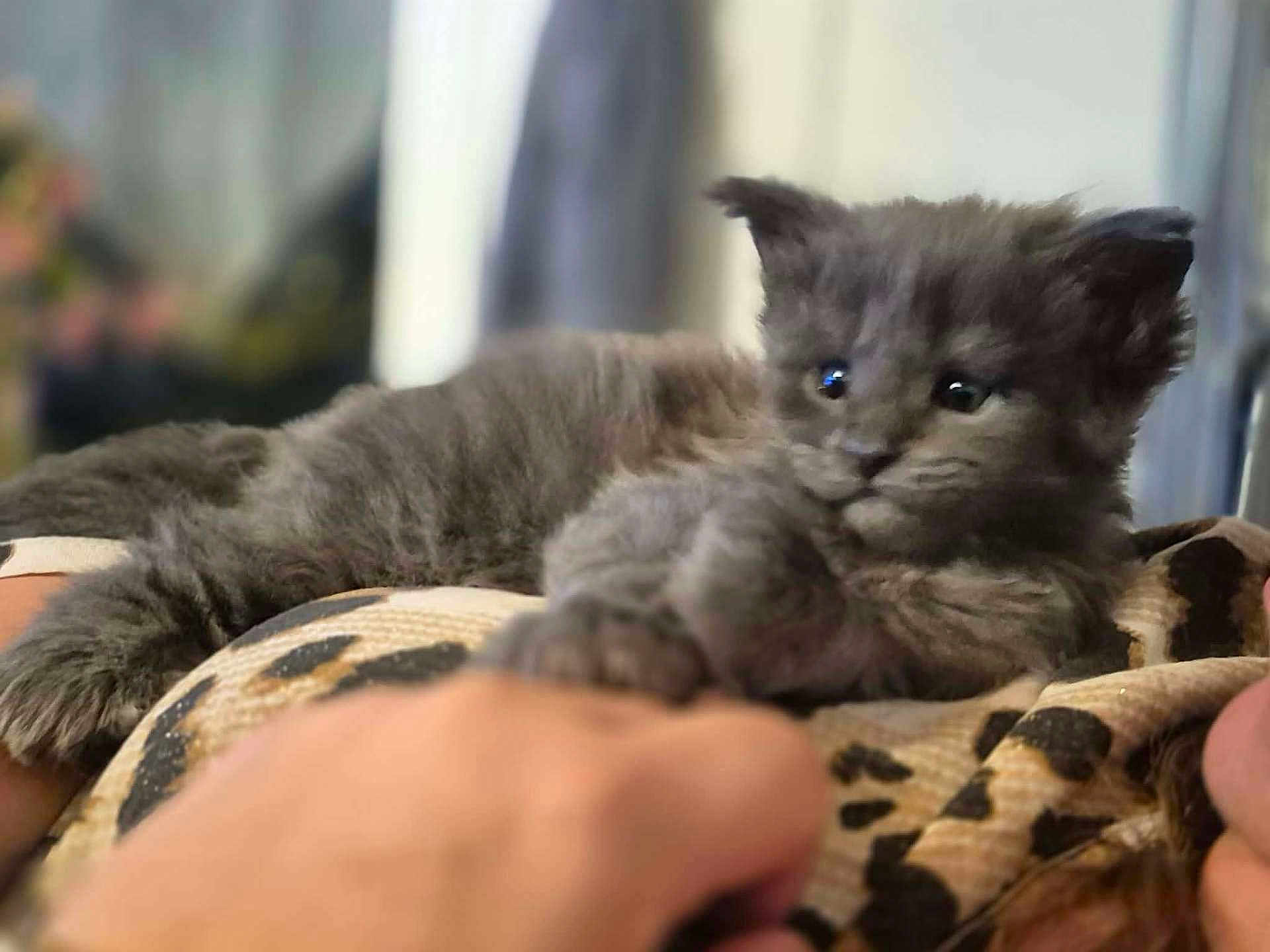 Apollon a rejoint le concours — aidez-le/la à gagner de superbes lots ! kitten, gray, cat, animal, pet, furry, cute, relaxing, blanket, pattern, closeup, indoor, small, young, soft, cozy, fur, whiskers, eyes, laying