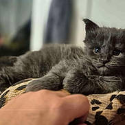 Apollon a rejoint le concours — aidez-le/la à gagner de superbes lots ! kitten, gray_fur, cat, pet, animal, furry, cute, relaxed, indoor, blanket, hand, closeup, soft, young, mammal, whiskers, ears, paw, domestic, cozy