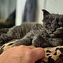 kitten, gray_fur, cat, pet, animal, furry, cute, relaxed, indoor, blanket, hand, closeup, soft, young, mammal, whiskers, ears, paw, domestic, cozy
