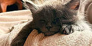 Apollon participe au concours pour gagner de l'argent avec cette photo : kitten, sleeping, gray_cat, paw, blanket, knitted, cozy, indoor, houseplant, furniture, soft_light, closeup, pet, resting, cute, fur, nap, domestic_animal, relaxation, comfort