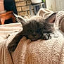 kitten, sleeping, gray_cat, paw, blanket, knitted, cozy, indoor, houseplant, furniture, soft_light, closeup, pet, resting, cute, fur, nap, domestic_animal, relaxation, comfort
