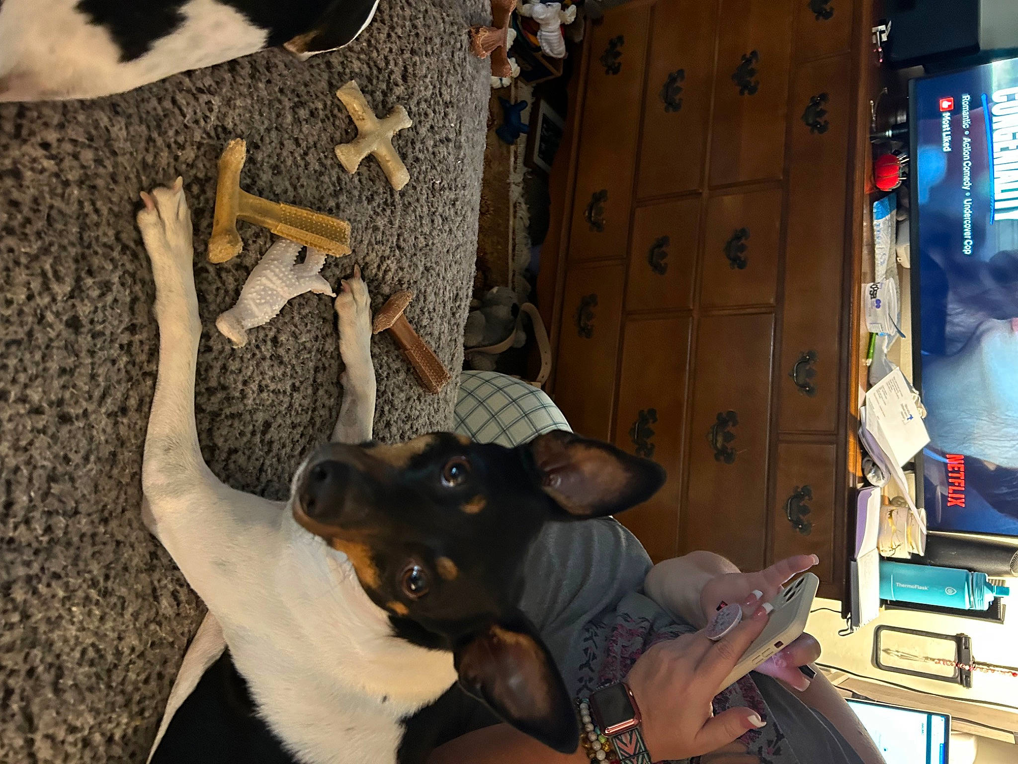 Sierra Mia joined the competition — help win amazing prizes! canidae, carnivore, comfort, companion_dog, dog, dog_breed, fawn, felidae, fur, grey, guard_dog, house, machine, pinscher, recreation, room, small_to_medium_sized_cats, toy_dog, tree, wood