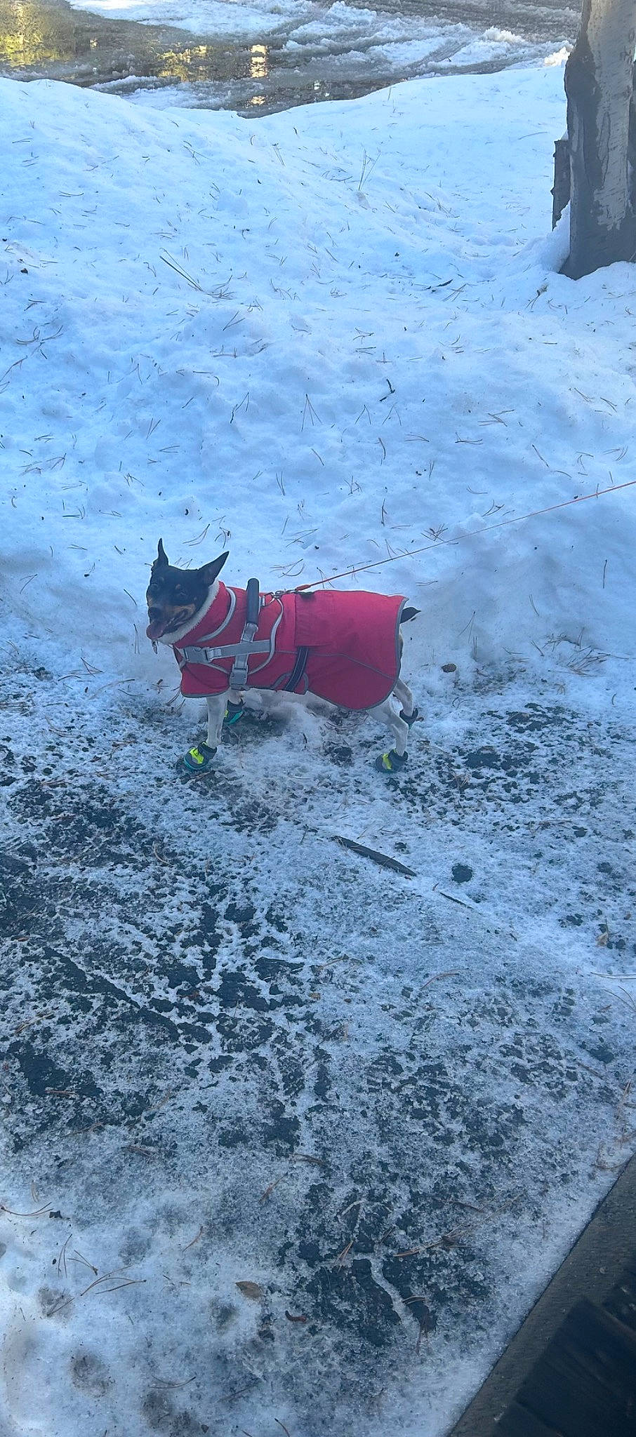 Sierra Mia joined the competition — help win amazing prizes! canidae, carmine, carnivore, dog, dog_breed, dog_supply, freezing, frost, glacial_landform, ice_cap, leash, recreation, schipperke, shadow, slope, snow, sporting_group, tail, winter, working_animal