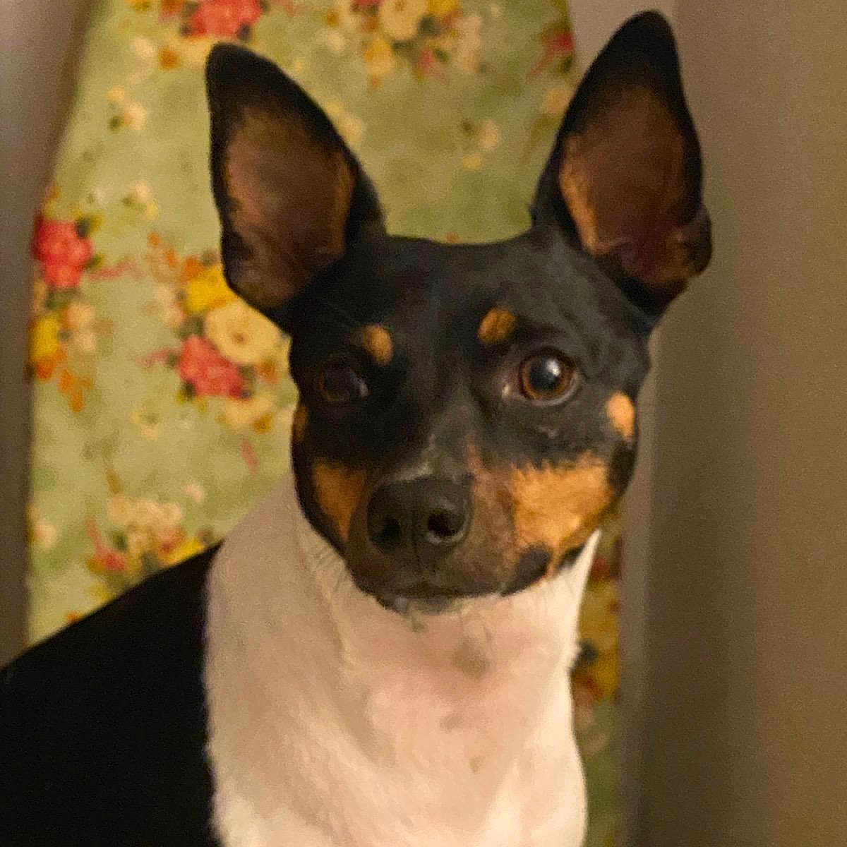 Sierra Mia joined the competition — help win amazing prizes! canidae, carnivore, companion_dog, dog, dog_breed, ear, fawn, non_sporting_group, prazsky_krysarik, snout, toy_dog, whiskers, working_animal