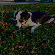 Aïko a rejoint le concours — aidez-le/la à gagner de superbes lots ! dog, grass, autumn_leaves, park, outdoor, daylight, black_and_white, canine, curious, nature, side_view, pavement, trees, sky, bench, lamp_post, shrubbery, quiet, leaves, fall